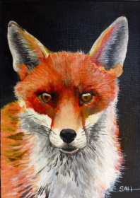 Red Fox