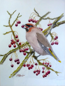 Waxwing Hassop