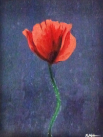 A Poppy