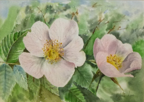 Dog Rose Dog Rose