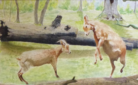 Goats being Goats Goats being Goats