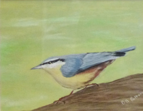 Nuthatch 