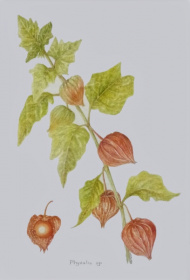 Physalis SP Physalis SP
