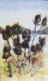 Teasels at Poolsbrook Teasels at Poolsbrook