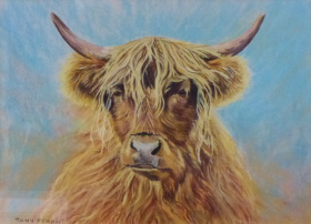 Angus Angus