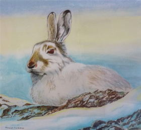 Mountain Hare