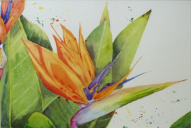 Bird of Paradise Bird of Paradise