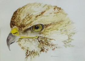 Buzzard