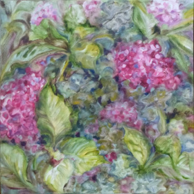 Hydrangeas Hydrangeas