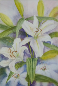 Lillies Lillies