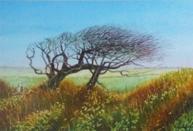 Windswept Hawthorn Windswept Hawthorn