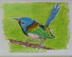 Variegated Fairy Wren  